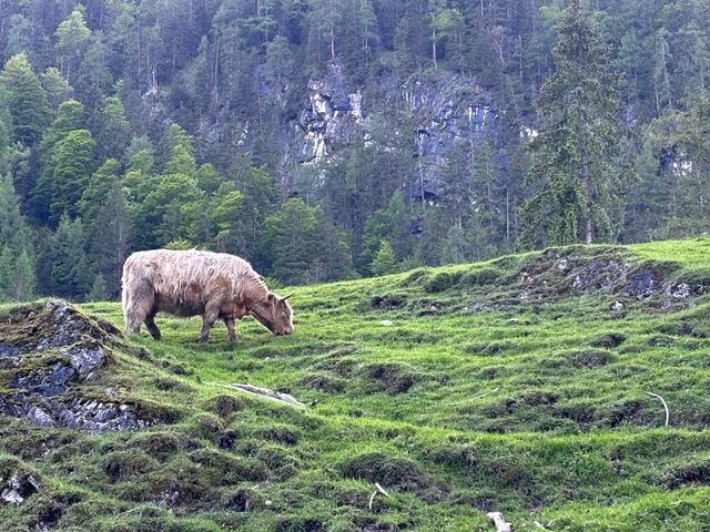 erdőfürdő erdofurdozz.hu