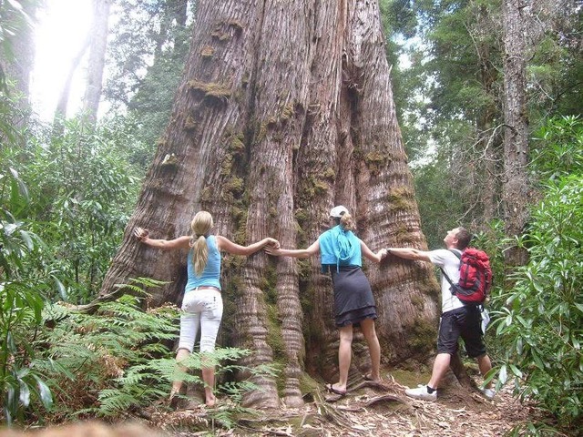 erdőfürdő erdofurdozz.hu